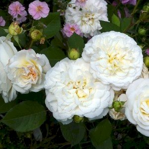 Maglcox varder grus end hayd Розы Грусс ан Хайд ծաղիկների մեծ տեսականի. Մոտ 800 տեսակ